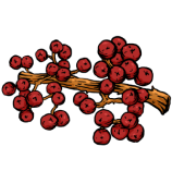 Andaliman