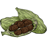 Kapulaga Jawa