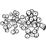 Andaliman