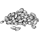 Jintan Hitam