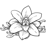 Vanili